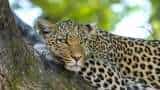 14-yr-old ailing leopard dies in Lucknow Zoo