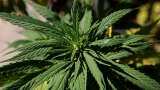 Himachal mulling to legalise hemp cultivation to boost economy