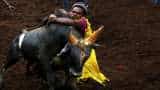 Jallikattu: Supreme Court upholds validity of Tamil Nadu law allowing bull-taming sport