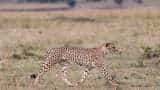 One more cheetah released into wild in MP&#039;s Kuno National Park; count reaches 7