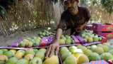 UP: Thunderstorms hit mango crop, farmers face losses