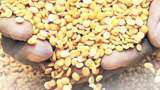 Commodity Live: Why the government&#039;s focus on pulses?