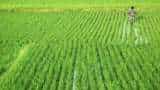 Commodity Superfast: MSP of Kharif crops increased by 5-10%!