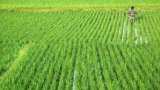 Commodity Superfast: MSP of Kharif crops increased by 5-10%!