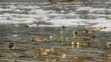 Yamuna basin rivers cry for attention