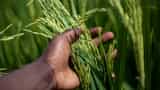 Governement rice procurement reaches 55.8 million tonnes and wheat 26.2 million tonnes so far