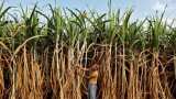 Government hikes sugarcane price by Rs 10 to Rs 315 per quintal for 2023-24 season