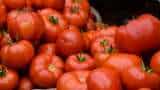Tomato price drop alert! Freshly procured tomatoes arrive in Delhi, to be sold at Rs 90/kg Tomato price drop alert! Freshly procured tomatoes arrive in Delhi, to be sold at Rs 90/kg