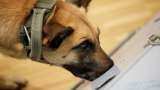 Scent dogs shown to sniff Covid with better sensitivity than Covid tests