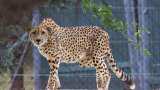 SC concerned over rising cheetah deaths, says it does not present good picture SC concerned over rising cheetah deaths, says it does not present good picture