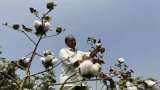 Cottonseed oil cake futures rise by Rs 3 to Rs 2,411 per quintal
