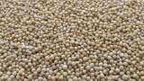 Guar seed futures rise on spot demand