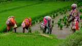 PM Modi launches Urea Gold for farmers: 5 benefits of the sulphur-coated fertiliser