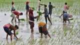 India&#039;s rice planting gathers pace as monsoon rains revive