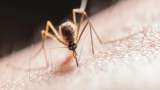 Dengue Cases in Delhi: Cases climb to 243, 121 in July