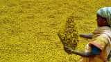 Commodity Live: Increased prices of turmeric, sowing can be done in more area than before
