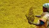 Commodity Live: Increased prices of turmeric, sowing can be done in more area than before Commodity Live: Increased prices of turmeric, sowing can be done in more area than before