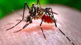 Dengue cases in Delhi rise to 105 last week, total 348 cases reported so far