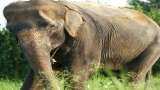 Rs 77 crore allocated for intrusion detection system to avoid elephant collision in Bengal