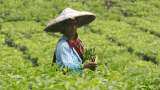 Small tea growers who contributed 50% of total tea production in 2020-21 lack registration: CAG