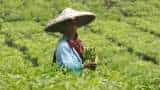 Small tea growers who contributed 50% of total tea production in 2020-21 lack registration: CAG