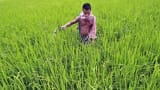 Insecticides India Q1 profit down 24% on higher expenses