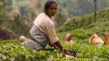 Tea companies likely to see 8% revenue degrowth this fiscal: Crisil 