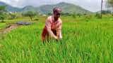 Paddy acreage up 3% to 411.52 lakh hectare so far this kharif sowing season, pulses area down 5% 