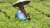 Startup plans to promote tea cultivation as alternative to poppy farming in Manipur