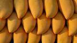 Mango exports up 19% to $47.98 million during April-August; US top destination