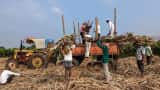 India braces for 8% sugar output dip as cane crop suffers- trade body