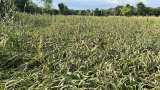 Commodity Live: How is the guar crop in Bikaner, how much can be produced? , Guar Cultivation