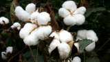 Government working to boost cotton yields, pilot project launched: Official 