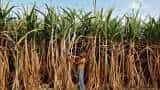 Sugar mills, distilleries restricted from using sugarcane juice for making ethanol