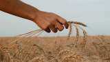 Food Corporation of India boosts market supply through e-auctions of wheat, rice Food Corporation of India boosts market supply through e-auctions of wheat, rice