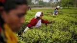 Assam tea worth Rs 2,300 crore sold at Guwahati Tea Auction Centre in FY 2023-24