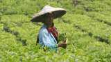 Rising input costs, lower price realisation in 2023 put tea industry in limbo Rising input costs, lower price realisation in 2023 put tea industry in limbo