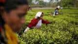 Tea production falls by 6.18% to 127.12 million kgs in November 2023 