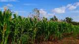 OMCs announce additional incentive on maize-based ethanol; BCL Industries, Gulshan Polyols and sugar stocks jump