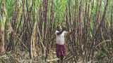 Yogi Adityanath govt in UP raises sugarcane price by Rs 20 per quintal