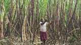 Yogi Adityanath govt in UP raises sugarcane price by Rs 20 per quintal Yogi Adityanath govt in UP raises sugarcane price by Rs 20 per quintal