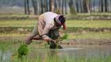 Jharkhand Krishi Rin Mafi Yojana: Govt to waive Rs 50,000 per farmer - check eligibility 