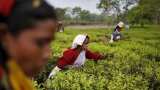 Interim Budget 2024: Assam tea industry seeks exports promotion policy