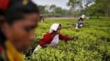Interim Budget 2024: Assam tea industry seeks exports promotion policy