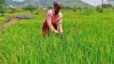 Kerala government allocates Rs 203.90 crore for paddy procurement 