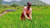 UP purchases 53.7 lakh tonnes of paddy