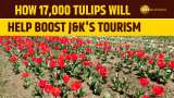 Jammu and Kashmir Boosts Tourism By Planting 17,000 Tulips in Udhampur
