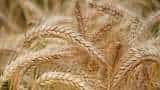 Punjab estimated to produce 161.30 lakh metric tons wheat