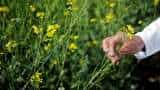 Fields of Gold: India anticipates record mustard crop, projected at 120.90 lakh tonnes in 2023-24