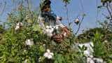 India&#039;s cotton yarn, fabric exports rise 7 percent to USD 11.7 bn in FY24